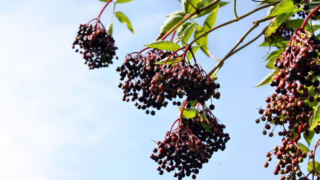 Ripe elderberries on the branch, the natural source behind elderberry immune support.