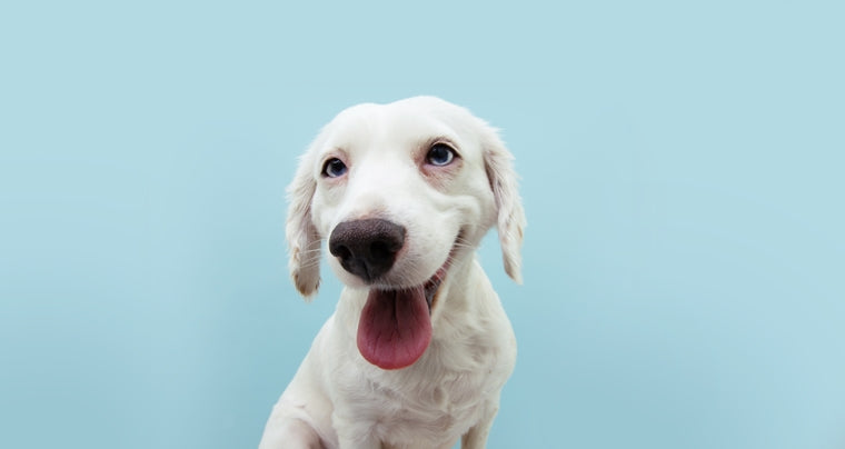 Happy puppy dog smiling 