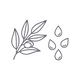 Organic Green Tea Seed Oil
