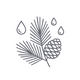Pine Essential Oil
