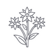 Borage Seed Oil