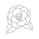 Organic Camellia Seed Oil