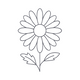Roman Chamomile Essential Oil