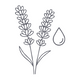 Lavender Essential Oil