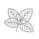Lemon Balm