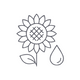 Sunflower Oil
