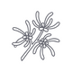 Witch Hazel